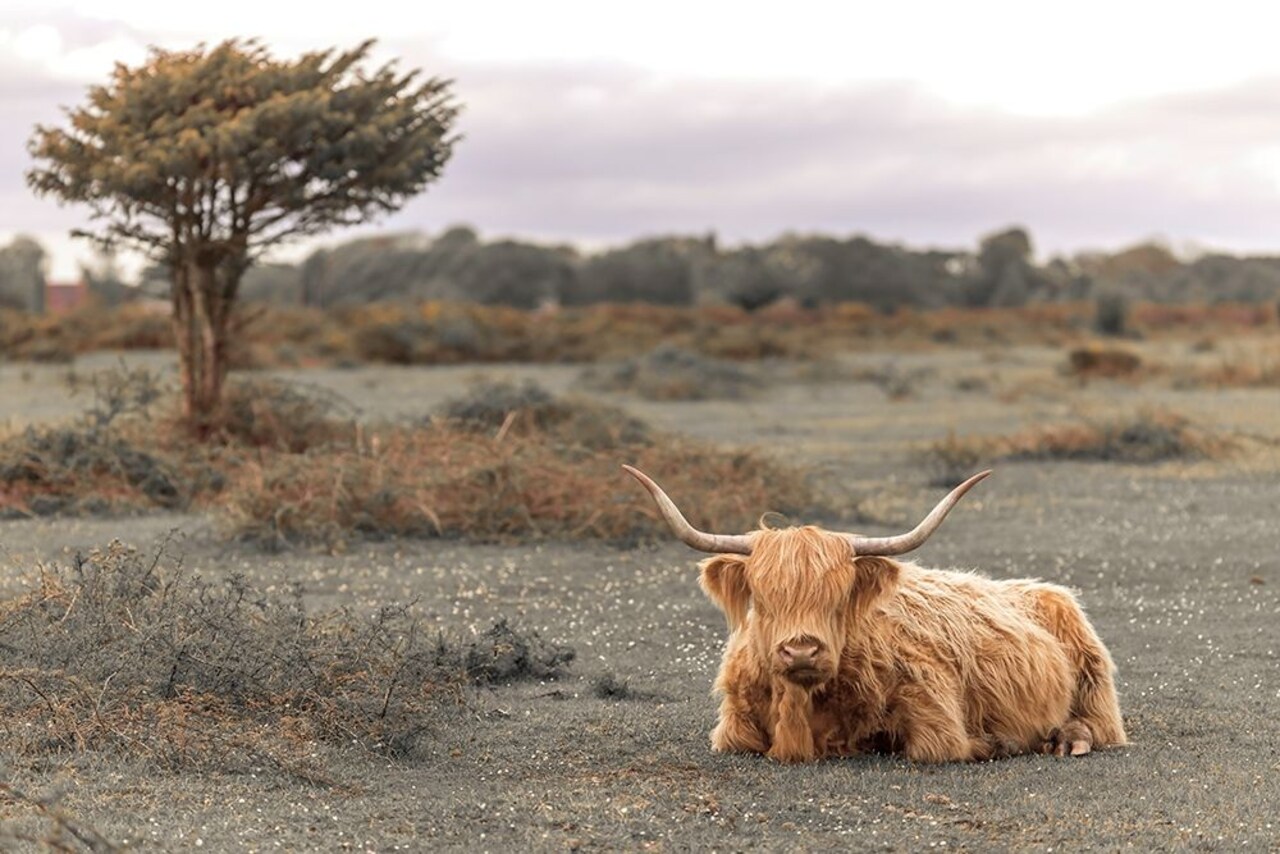 Highland Cow II Poster Print by Assaf Frank - Item # VARPDXPOD60774
